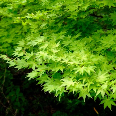 Javor japonský zelený - Acer palmatum - semena - 5 ks