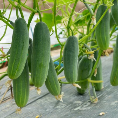 Okurka salátová Picolino F1 - Cucumis sativus - semena - 4 ks