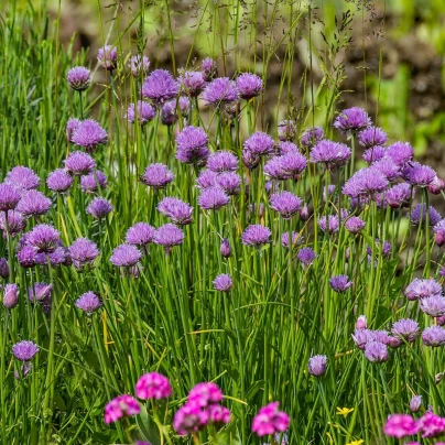 Pažitka pobřežní Staro - Allium schoenoprasum - semena - 40 ks