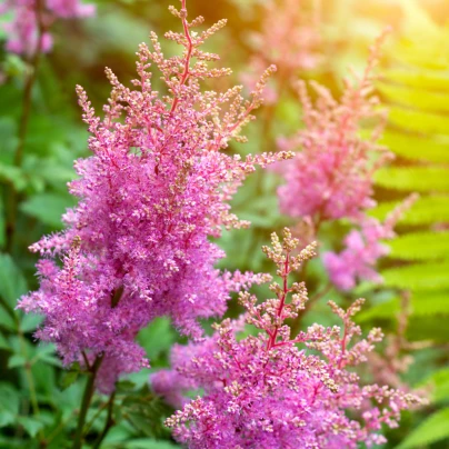 Čechrava Arendsii růžová - Astilbe Arendsii - semena - 10 ks