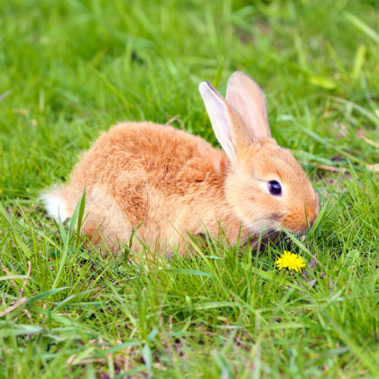 Tráva pro králíky - Golden Line - travní směs - 15 g