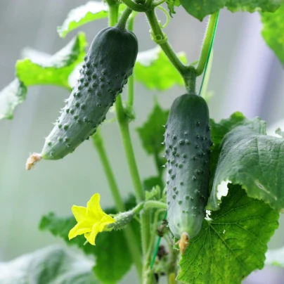 Okurka nakládačka Hokus - Cucumis sativus - semena - 15 ks