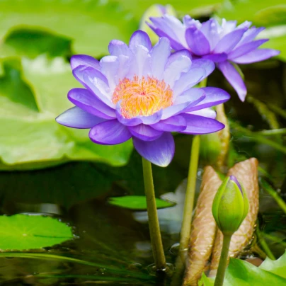 Leknín fialový - Nymphaea caerulea - semena - 6 ks