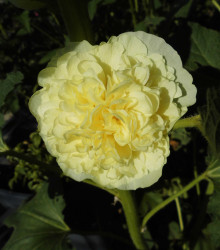 Topolovka žlutá Chaters - Alcea rosea - semena - 12 ks