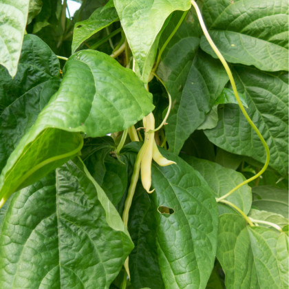 Fazole tyčková Neckargold - Phaseolus vulgaris - semena - 15 ks