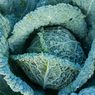 Kapusta hlávková Langedijské - Brassica oleracea L. - semena - 160 ks