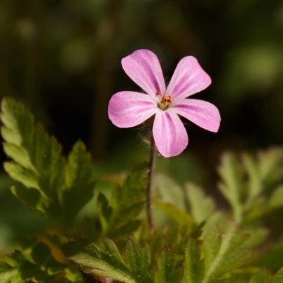 BIO Kakost smrdutý - Geranium robertianum - bio semena - 10 ks