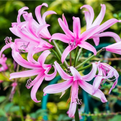 Nerine Bowdenova - Nerine bowdenii - cibuloviny - 1 ks