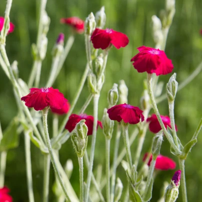 Kohoutek věncový - Lychnis coronaria - semena - 50 ks