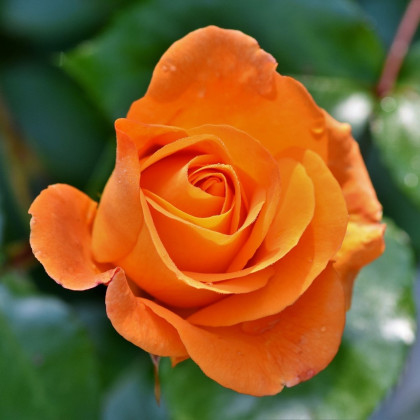 Růže velkokvětá pnoucí oranžová - Rosa - prostokořennésazenice - 1 ks
