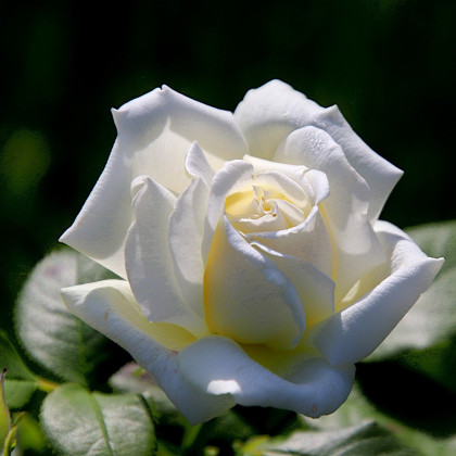 Růže velkokvětá pnoucí bílá - Rosa - prostokořenné sazenice - 1 ks