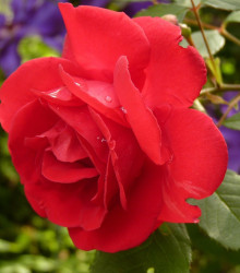 Růže velkokvětá červená - Rosa - prostokořenné sazenice - 1 ks