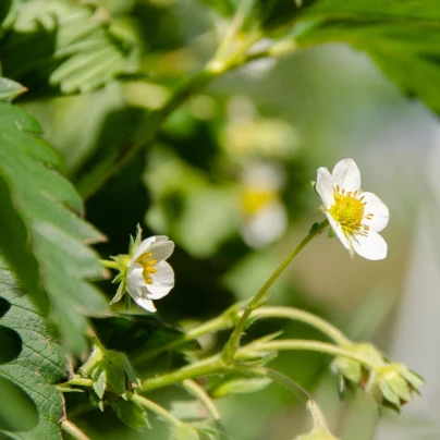 Jahodník Pineberry - Fragaria ananassa - prostokořenné sazenice - 2 ks