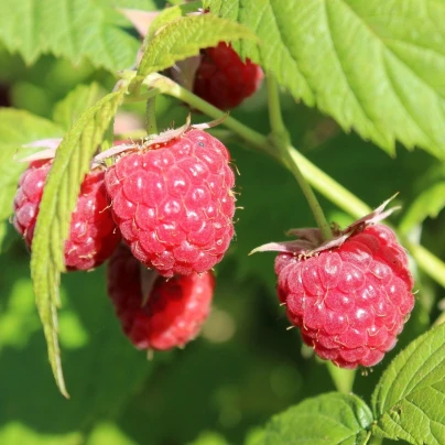 Maliník - Rubus idaeus - prostrokořenné sazenice - 2 ks