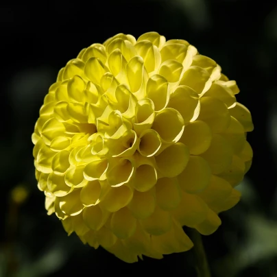 Jiřinka Potgieter - Dahlia - cibuloviny - 1 ks