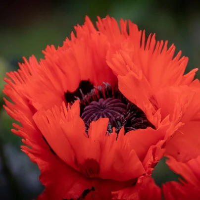 Mák východní Turkenlouis - Papaver orientale - prostokořenné sazenice - 1 ks