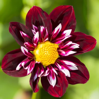 Jiřinka proměnlivá Dandy směs - Dahlia variabilis - semena - 14 ks