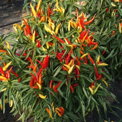 Paprika Poupila - Capsicum annuum - semena - 50 ks