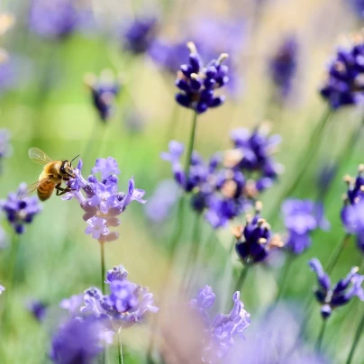 Levandule francouzská Bandera Purple - Lavandula stoechas - semena - 20 ks