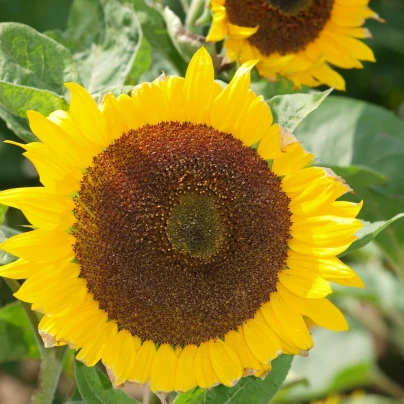 Slunečnice Mezzulah - Helianthus annuus - semena - 8 ks