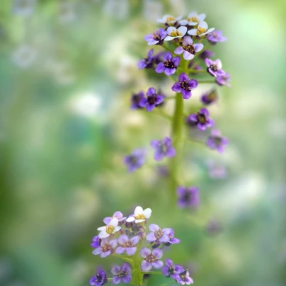 Tařicovka přímořská Könnigsteppich - Lobularia maritima - semena - 50 ks