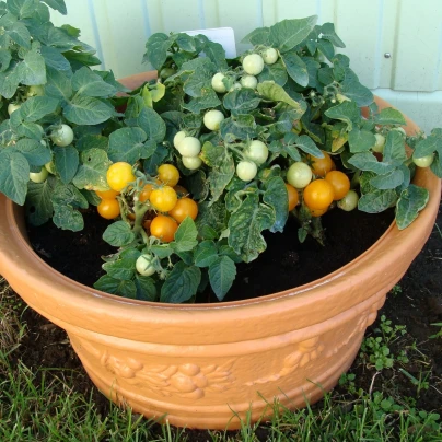 Rajče Aztek - Solanum lycopersicum - semena - 20 ks