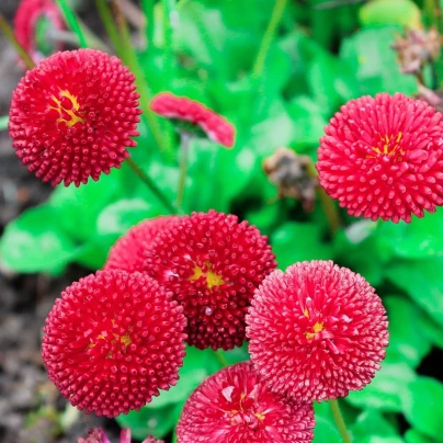 Sedmikráska chudobka Tasso červená - Bellis perennis - semena - 50 ks