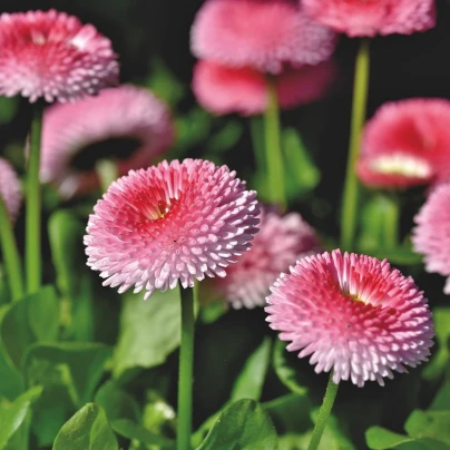 Sedmikráska chudobka Tasso růžová s červeným středem - Bellis perennis - semena - 50 ks