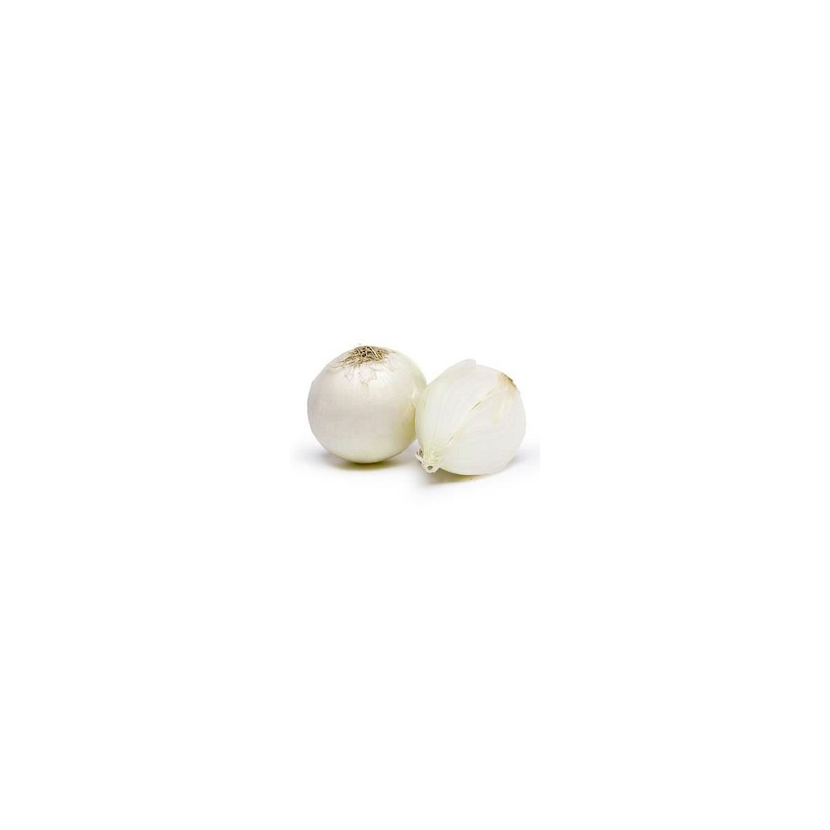 Cibule jarní bílá - Allium cepa - semena - 250 ks