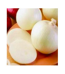 Cibule jarní bílá - lahůdková - Allium cepa - semena - 1 g