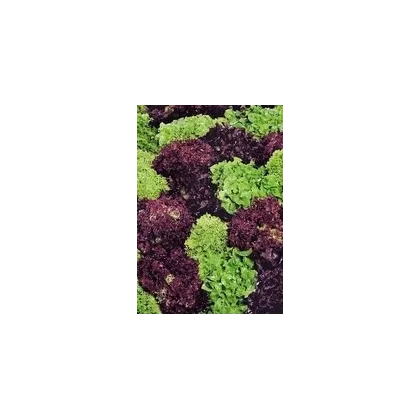 Salát kadeřavý - Fitnes mix - Lactuca sativa - semena - 100 ks