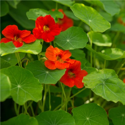 Nasturtium - Modrý Pepe - Tropaeolum majus - semena - 15 ks