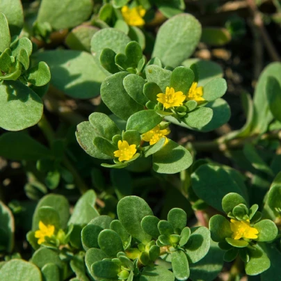 Šrucha zlatá - Portulaca oleracea - semena - 30 ks