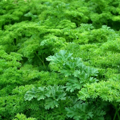 Petržel naťová kadeřavá - Petroselinum crispum convar. vulgare - semena - 500 ks