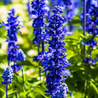 Šalvěj pomoučená Strata - Salvia farinacea - semena - 20 ks