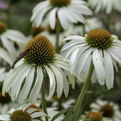 Třapatkovka nachová Primadonna White - Echinacea purpurea - semena - 15 ks