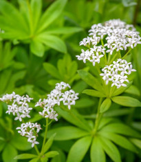 Svízel vonný - Galium odoratum - semena - 10 ks