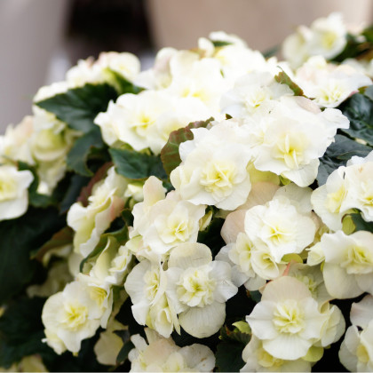Begonie Cascade bílá - Begonia cascade - cibuloviny - 2 ks