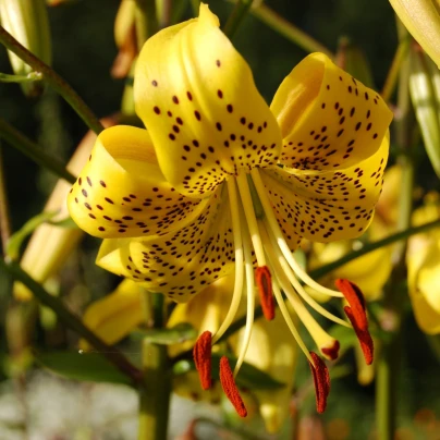 Lilie zlatohlavá Guinea Gold - Lilium - cibuloviny - 1 ks