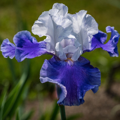 Kosatec německý Arpege - Iris germanica - hlízy - 1 ks