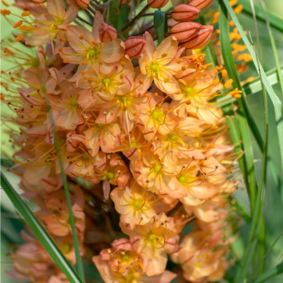 Liliochvostec Pinokkio - Eremurus - cibuloviny - 1 ks