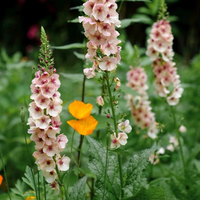 Divizna brunátná směs barev - Verbascum phoeniculum - semena - 300 ks