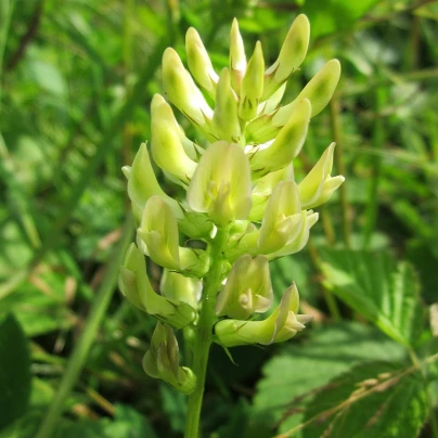 Kozinec sladkolistý - Astragalus glycyphyllos - semena - 20 ks