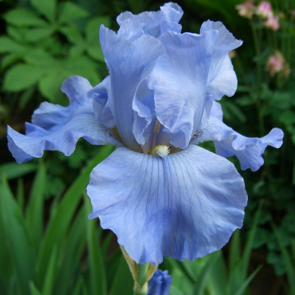 Kosatec Little Sapphire - Iris pumila - cibuloviny - 1 ks