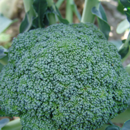 Brokolice Limba - Brassica oleracea L. - semena - 250 ks
