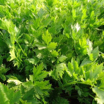 Celer listový jemný - Apium graveolens - semena - 1 g