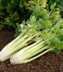 Celer Nuget řapíkatý - Apium graveolens - semena - 0,4 g