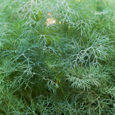 Kopr vonný Hanák - Anethum graveolens - semena - 500 ks