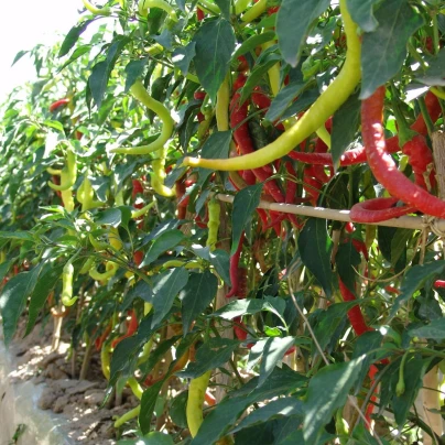 Paprika kozí/beraní roh Beros - Capsicum annuum - semena - 15 ks