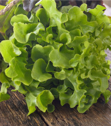 Salát listový Dubáček - Lactuca sativa - semena - 500 ks